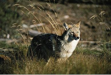 三款开罗模拟经营游戏今日在Steam发售 支持中文